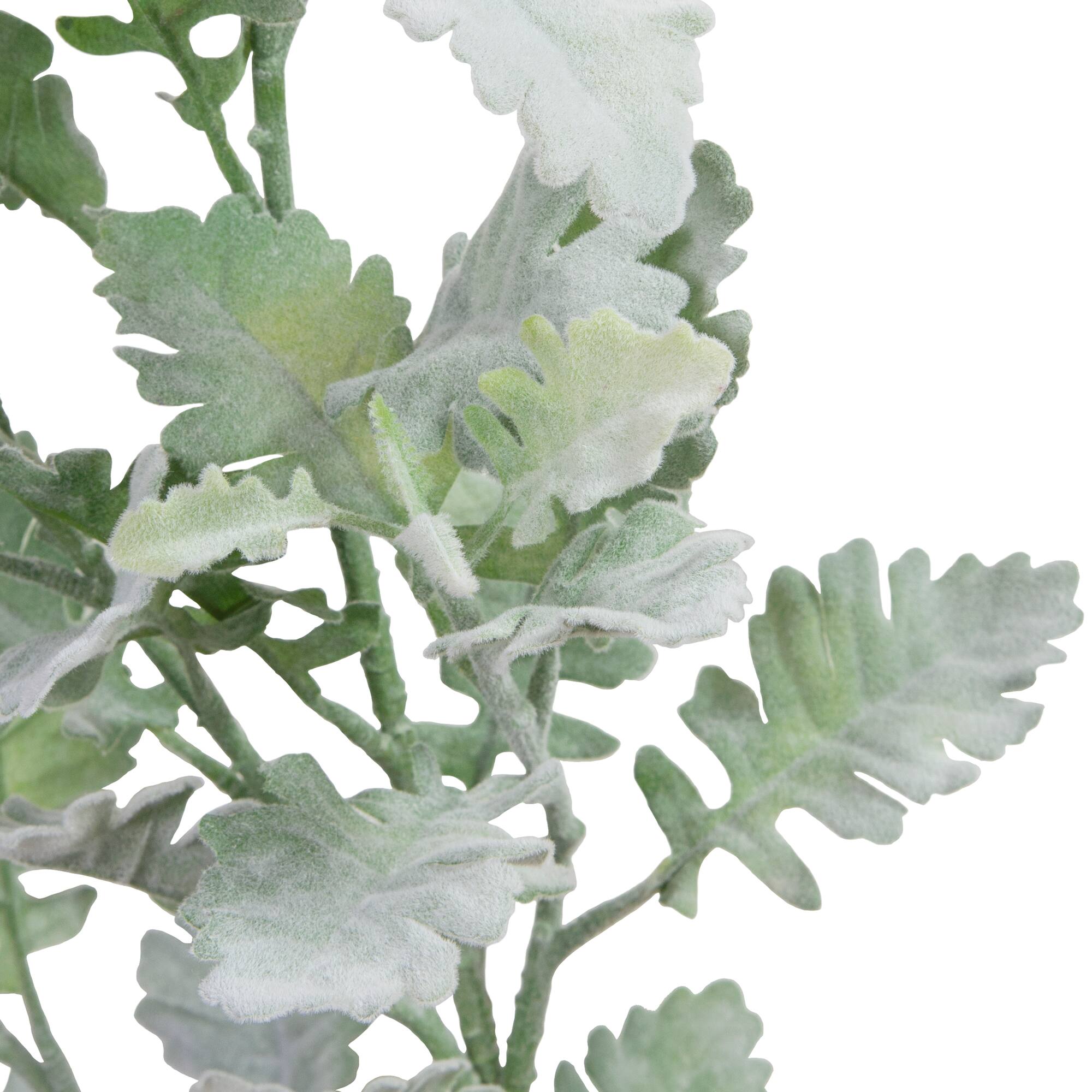 Frosted Dusty Miller Spray Stem by Ashland®